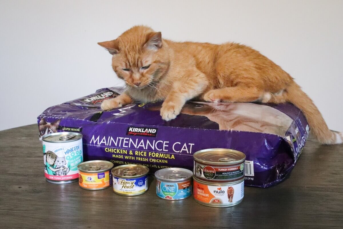Affordable Grain-Free Cat Food Options