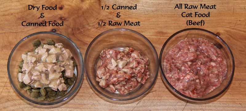 Bengal Cat Food Recipe