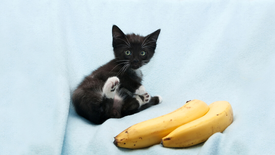 Can Cats Eat Bananas Safely