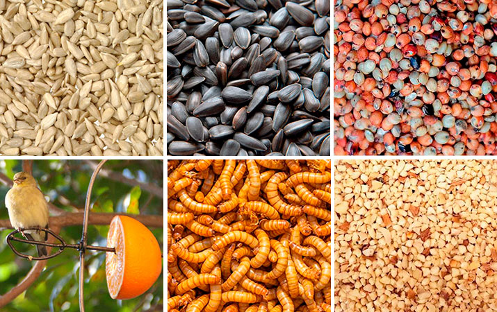 Food for Birds at Home