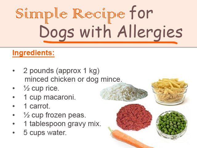 Homemade Dog Food for Allergies