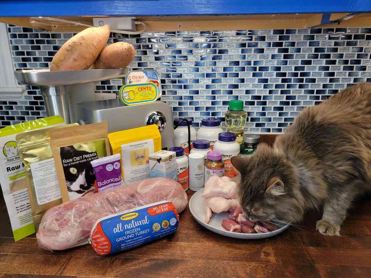 Homemade Food for Cats With Pancreatitis