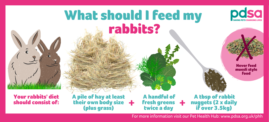 How Many Times a Day Should I Feed My Rabbit Pellets