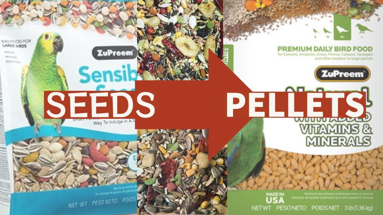 Pellet Vs. Seed Diet for Parrots