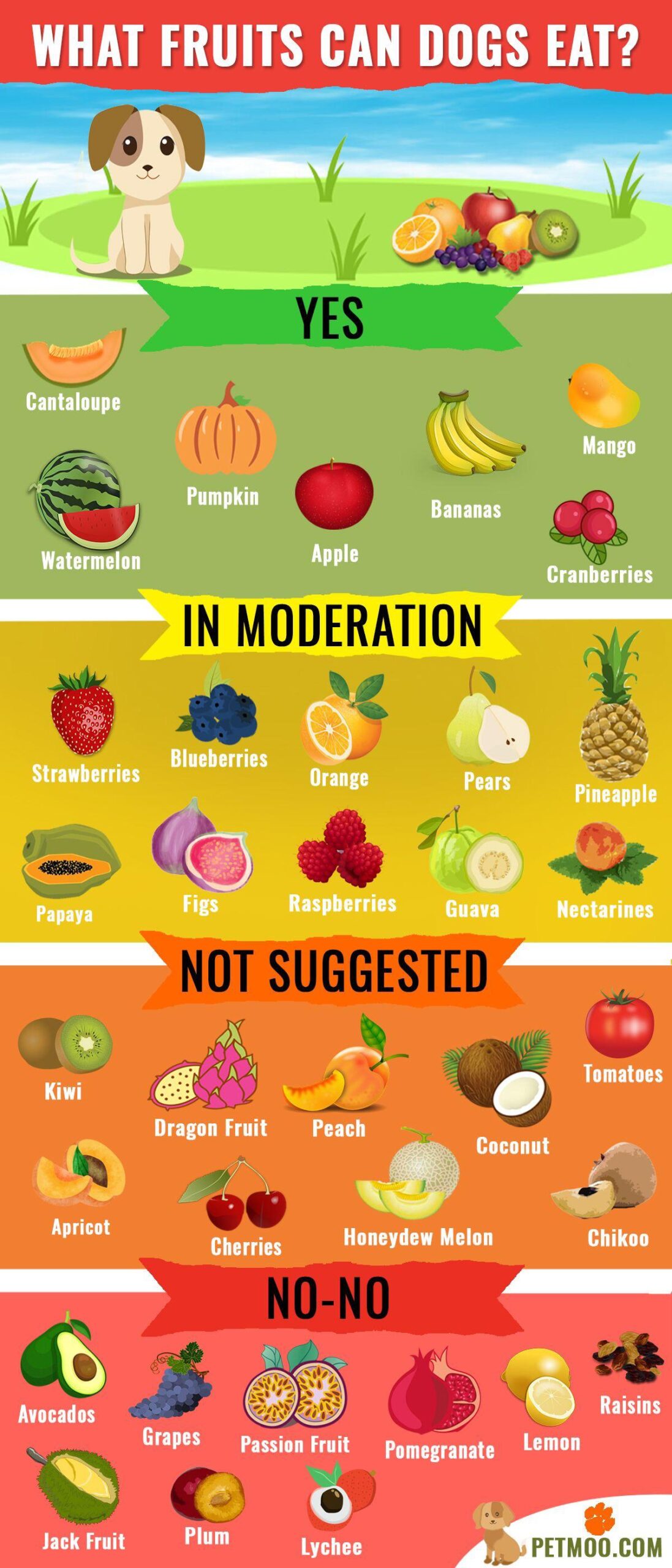 What Fruits Can Dogs Eat Safely