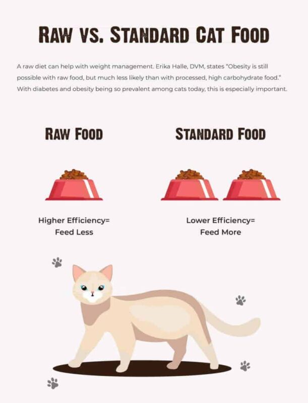 Whole Food Diet for Cats