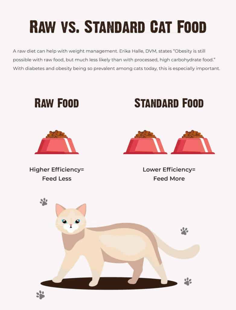 Whole Food Diet for Cats