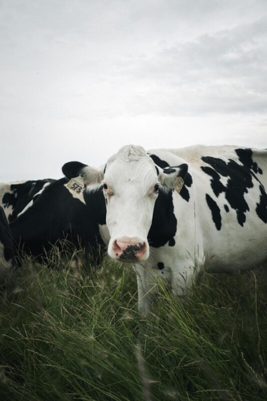 Best Cow Food: Top Nutritious Options for Healthy & Happy Cattle