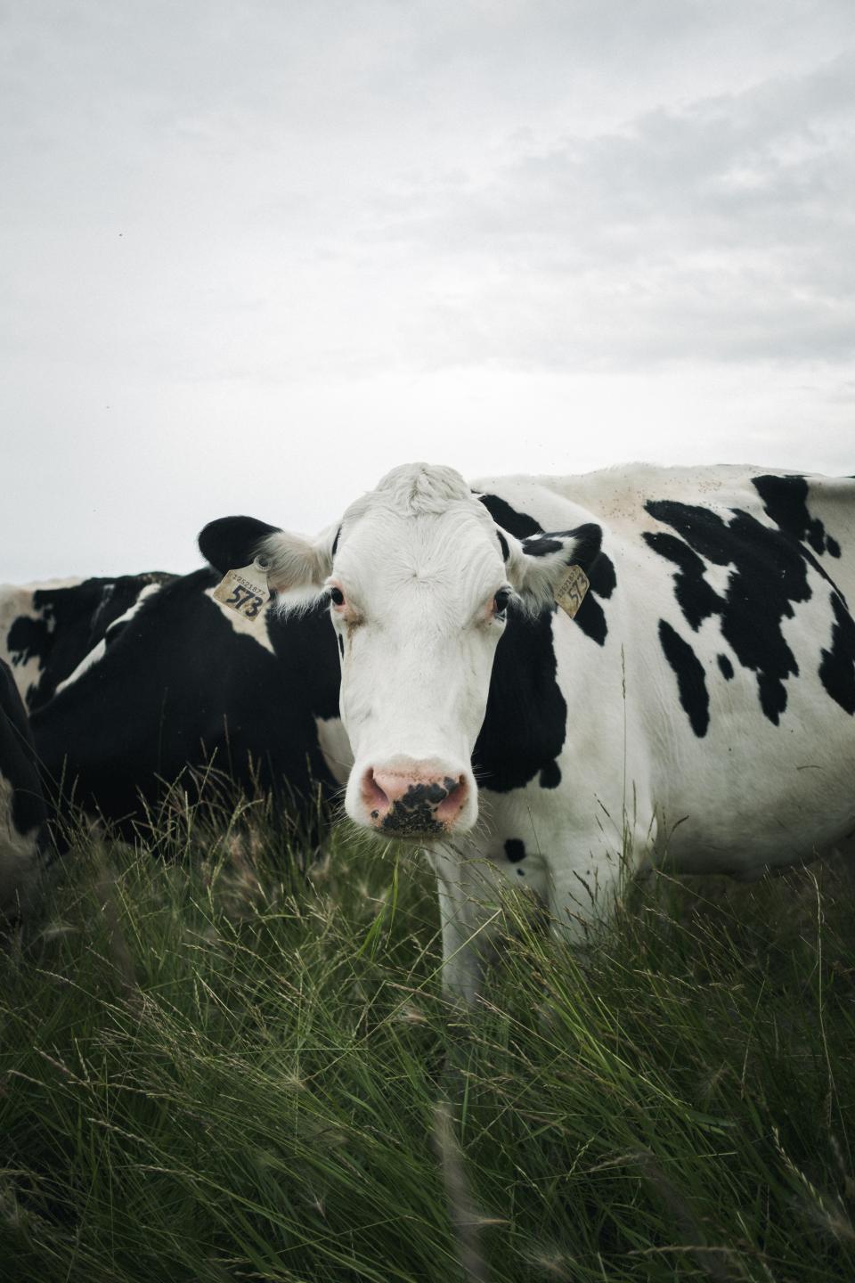 Best Cow Food: Top Nutritious Options for Healthy & Happy Cattle