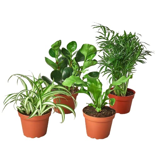 Best Plants Non Toxic to Cats