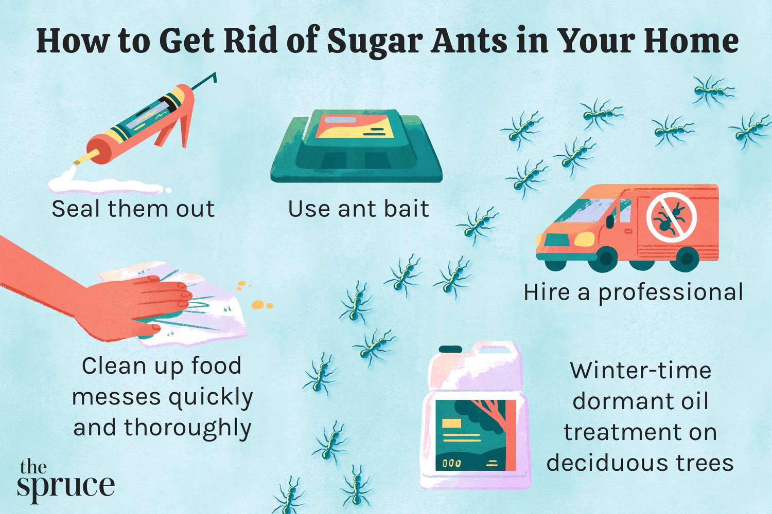 How to Get Rid of Sugar Ants in House